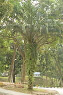 Image of oil palm