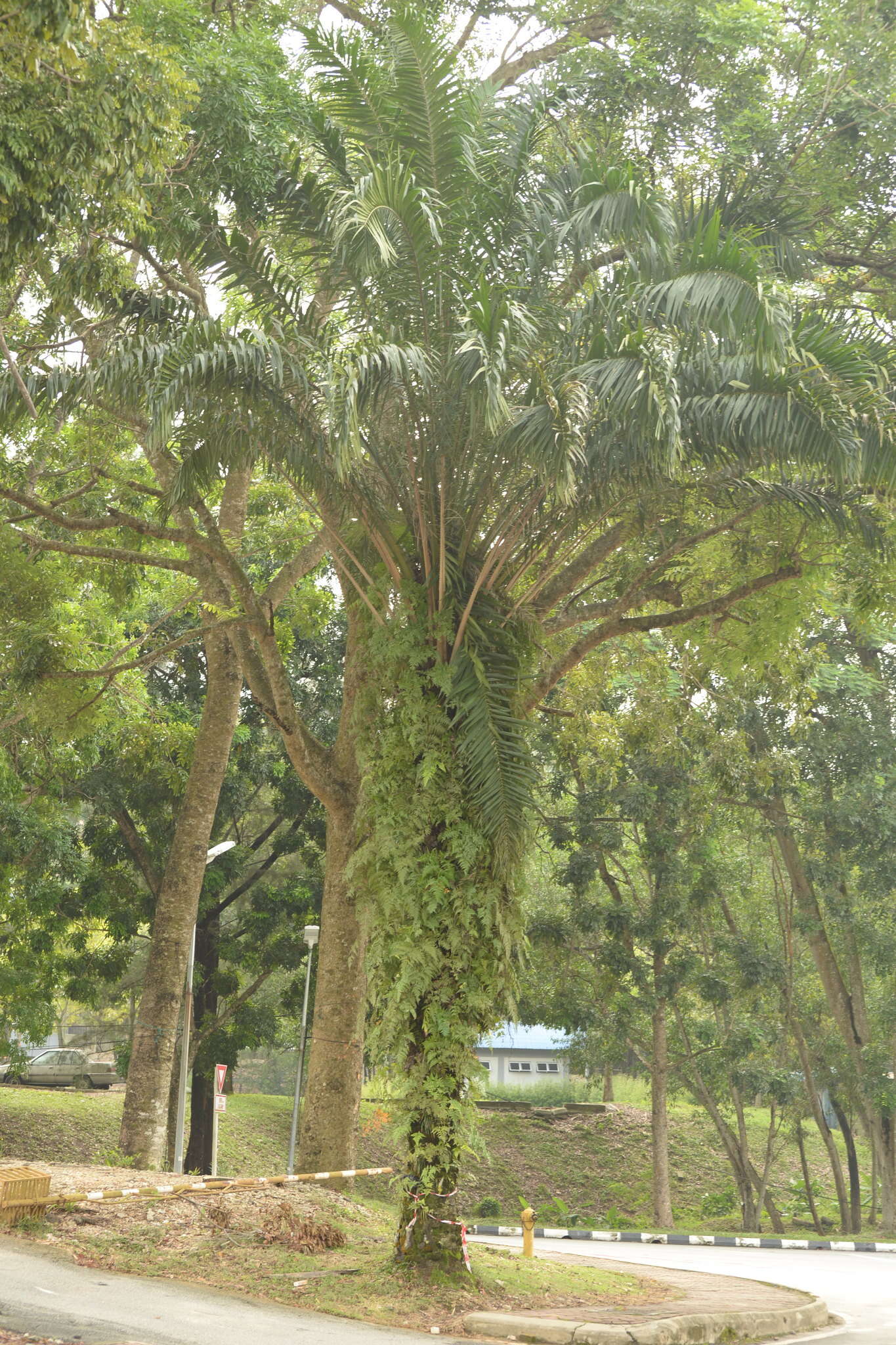 Image of oil palm