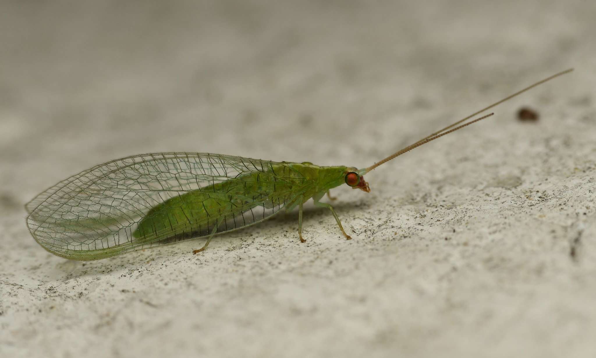 Image of Chrysopodes (Neosuarius) collaris (Schneider 1851)