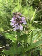 Image of Hairy Hedge-Nettle