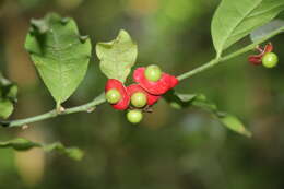 Image of Heisteria povedae Q. Jimenez & S. Knapp