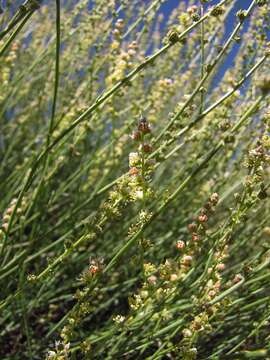 Image of Reseda complicata Bory