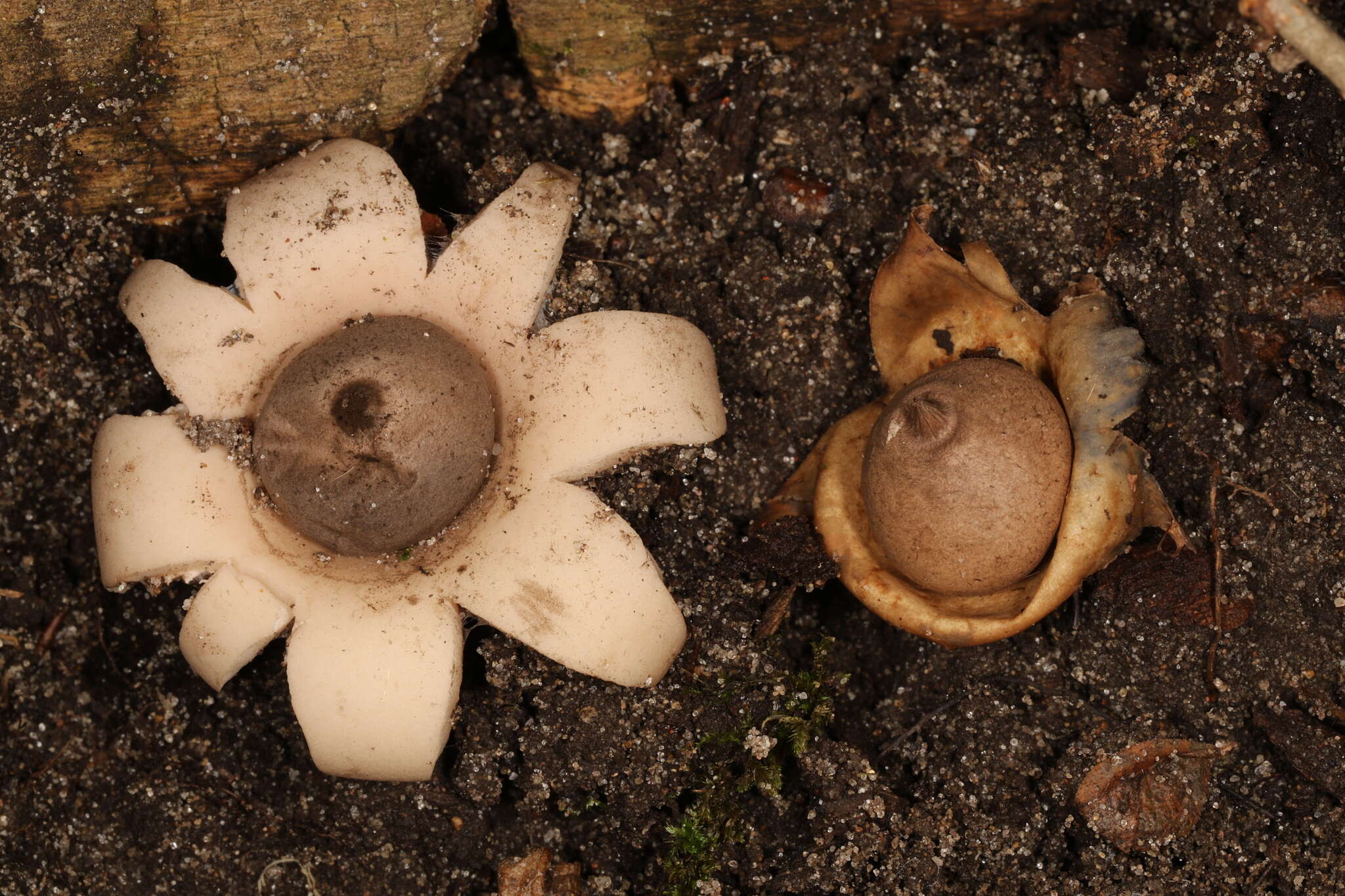 Image of Geastrum morganii Lloyd 1902