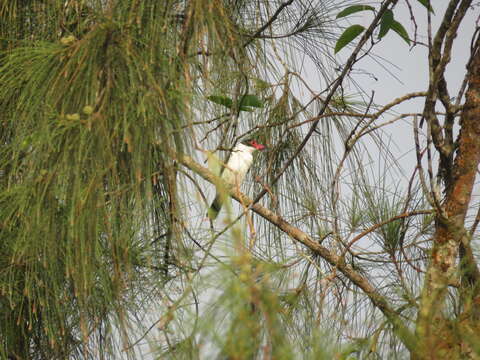 Image of Black-tailed Tityra