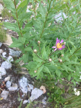 Image of Engelmann's aster