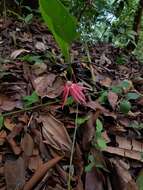 Image of Passiflora quadriglandulosa Rodschied