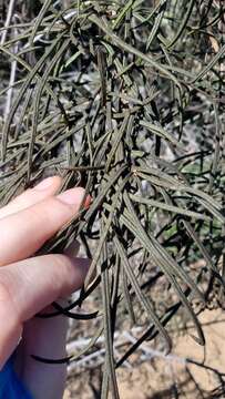 Image of Indian Knob mountainbalm