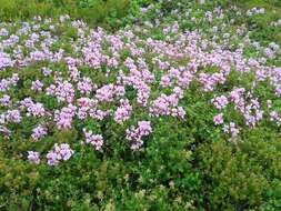 Image of Peltated Geranium