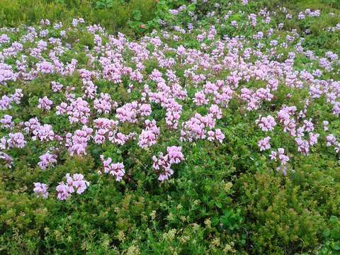 Imagem de Pelargonium peltatum (L.) L'Her.