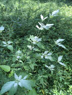 Image of southern mountainmint