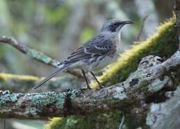 Image of San Cristobal Mockingbird