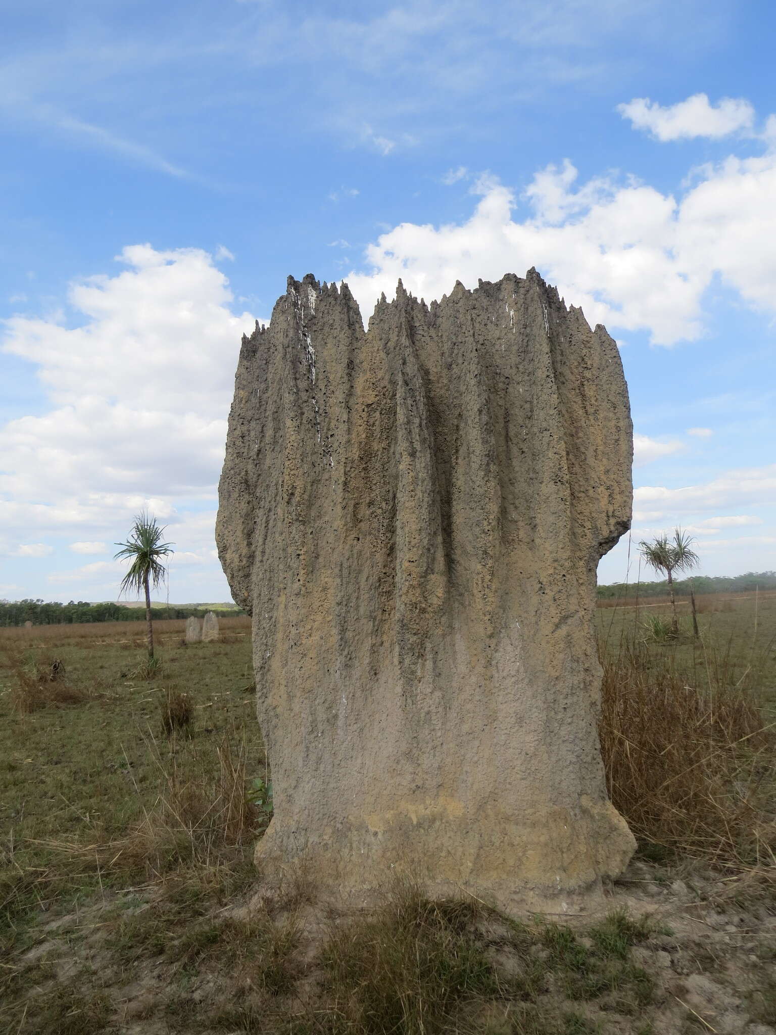 Image of Magnetic termite