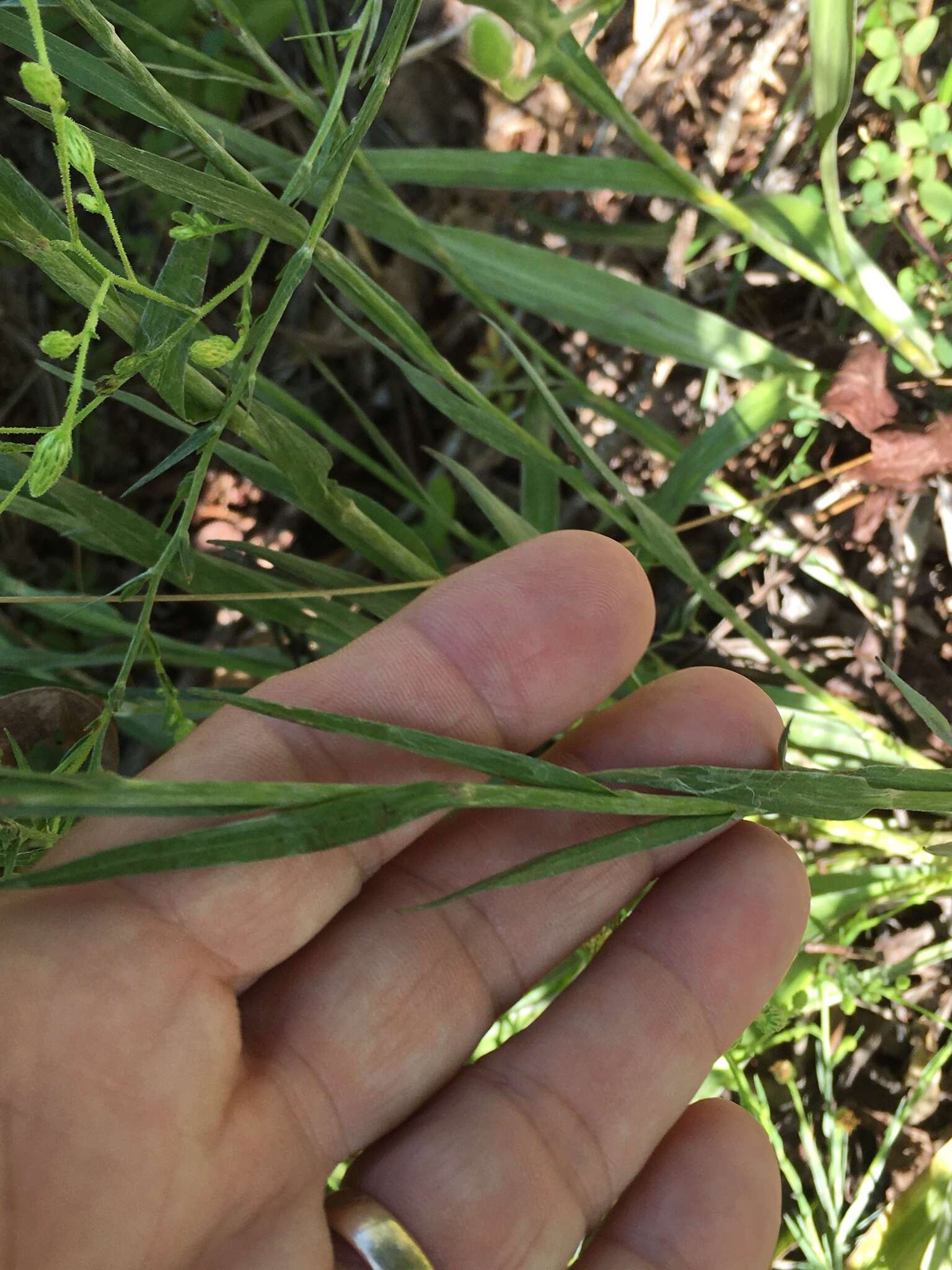 Pityopsis aspera var. adenolepis (Fern.) J. C. Semple & F. D. Bowers resmi