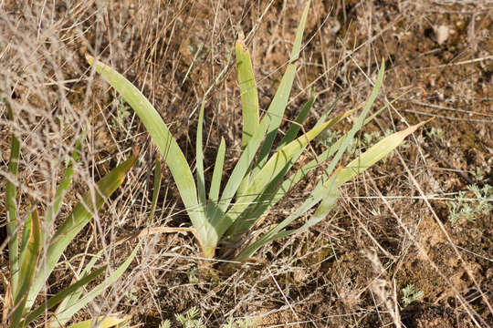 Image of Iris scariosa Willd. ex Link