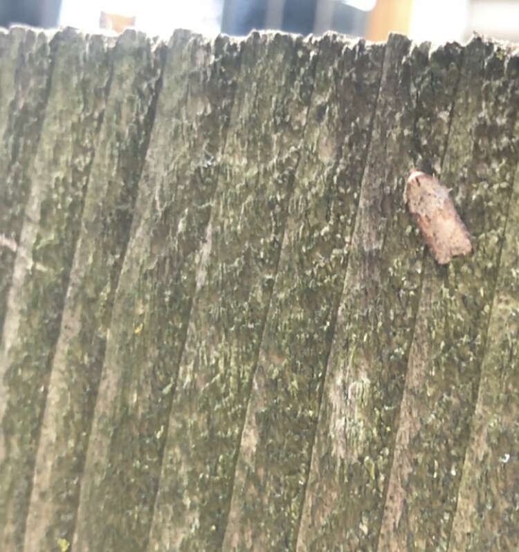 Image of Acleris schalleriana Linnaeus 1761