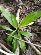 Image of wild birdnest fern