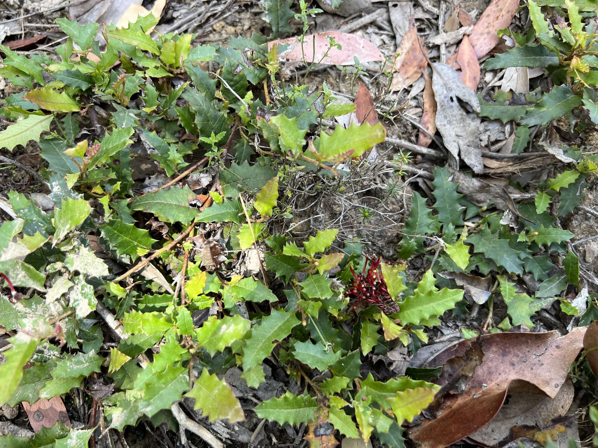 Image of Grevillea repens F. Müll.