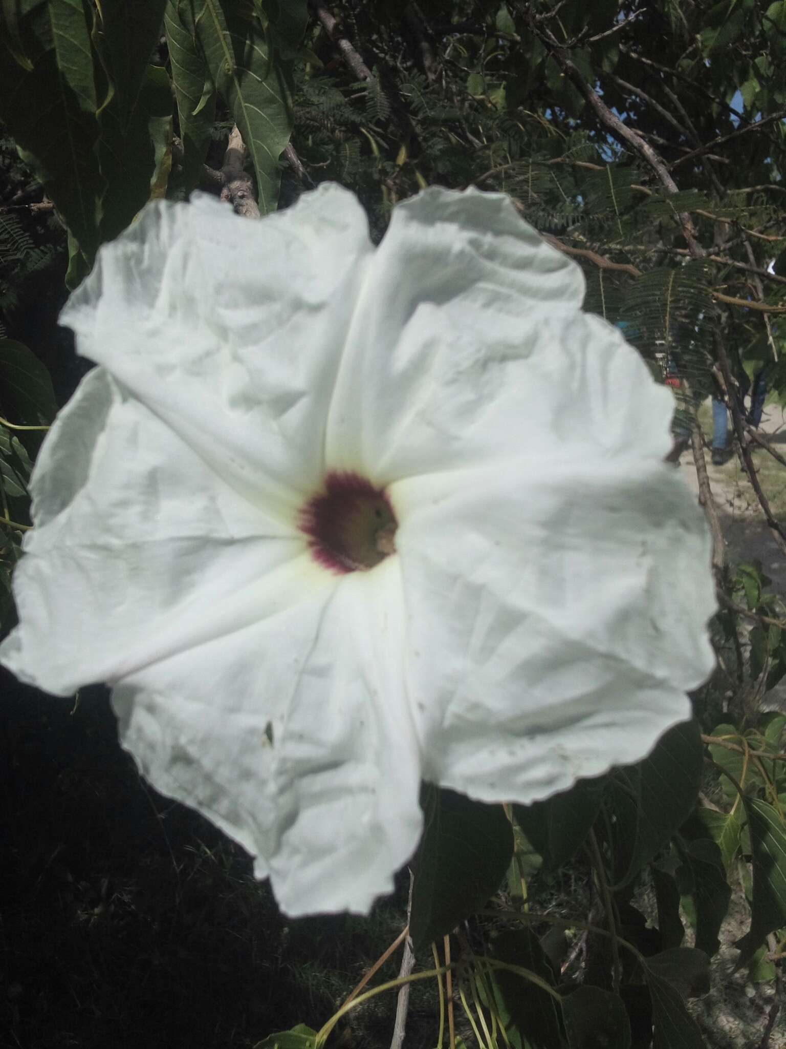 Plancia ëd Ipomoea pauciflora Mart. & Gal.