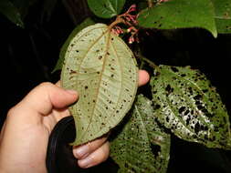 Image of Miconia reitziana (Cogn. & Gleason) Gamba & Almeda