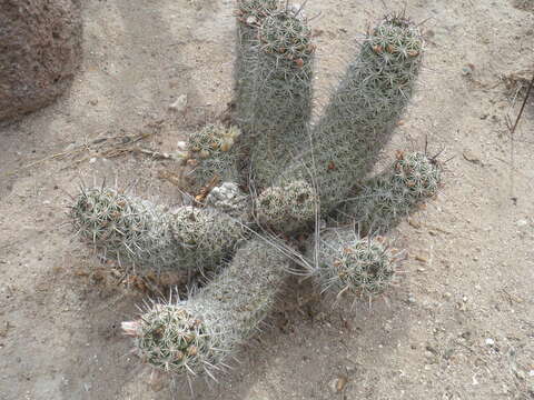 Image of Mammillaria capensis (H. E. Gates) R. T. Craig