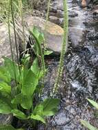 Image of Plantago longissima Decne.