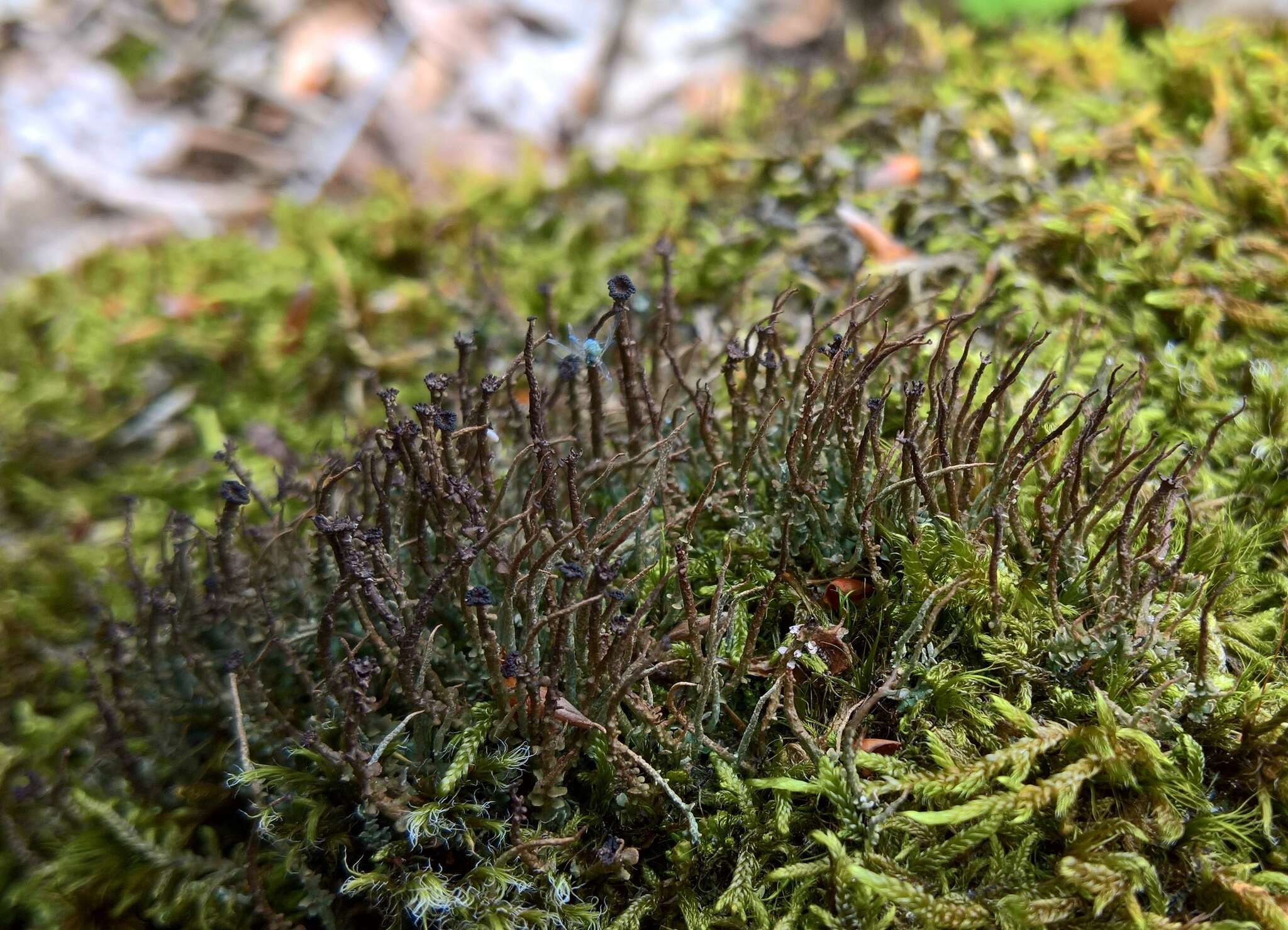 Image of cup lichen