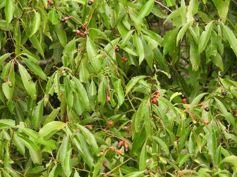 Image of Ocotea diospyrifolia (Meisn.) Mez