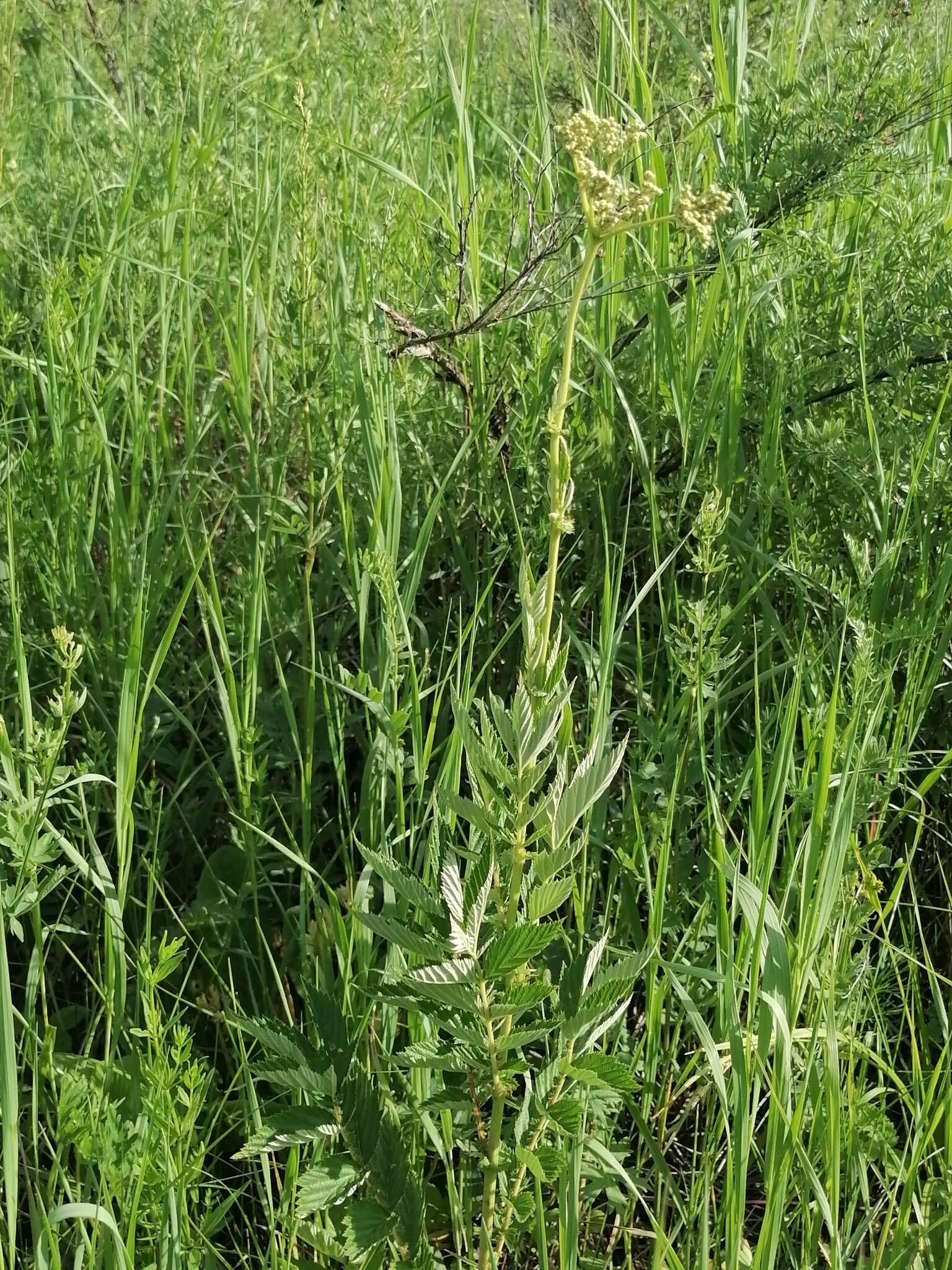 Image of Filipendula stepposa Juzepczuk