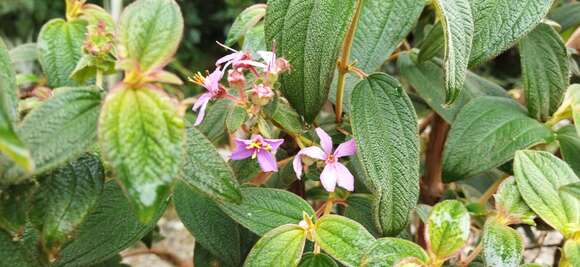 Image de Tibouchina mollis (Bonpl.) Cogn.