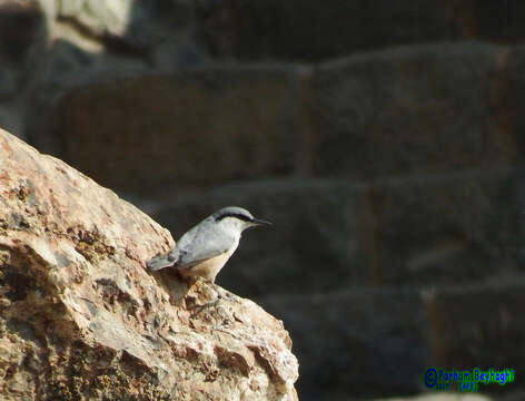 Image of Rock Nuthatch