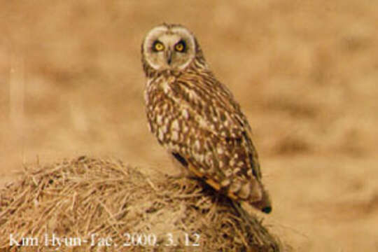 Image of Short-eared Owl