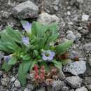 Image of Nama origanifolium var. rupicolum (Bonpl. ex Choisy) C. L. Hitchc.