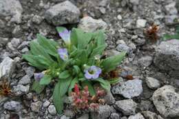 Image of Nama origanifolium var. rupicolum (Bonpl. ex Choisy) C. L. Hitchc.