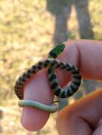 Image of Crown Ground Snake