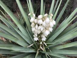 Image of Schott's yucca