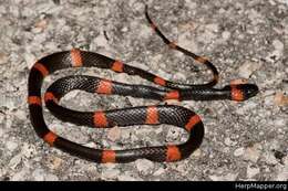 Image of Snail-eating Thirst Snake