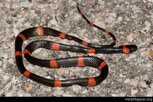 Image of Snail-eating Thirst Snake