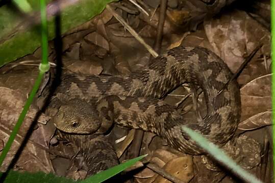 Image of Vipera ammodytes meridionalis Boulenger 1903