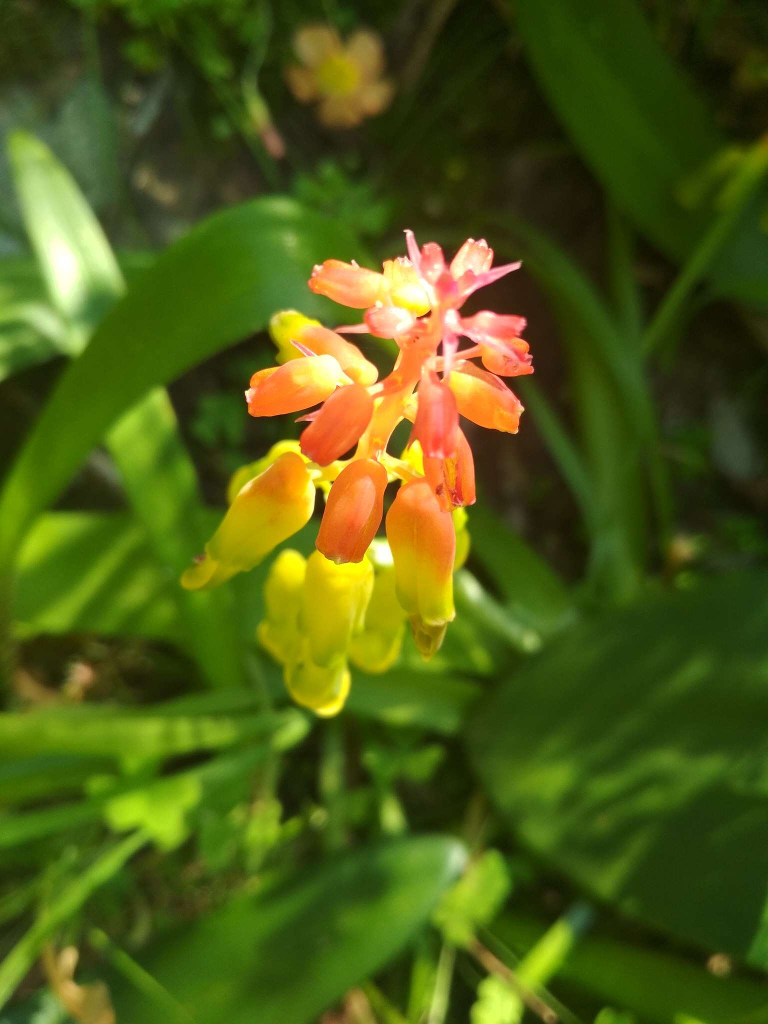 Image of Lachenalia thunbergii G. D. Duncan & T. J. Edwards