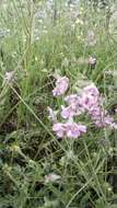 Image of Silene colorata Poir.