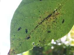 Image of Andromeda Lace Bug