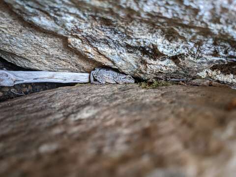 Image of Sardinian Tree Frog