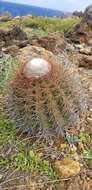 Image of Melocactus macracanthos (Salm-Dyck) Link & Otto