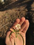 Imagem de Eremophila bignoniiflora (Benth.) F. Muell.