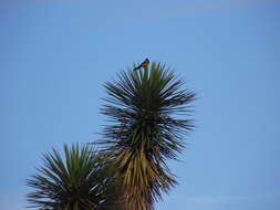 Image of Black-vented Oriole