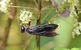 Image of Katydid Wasp