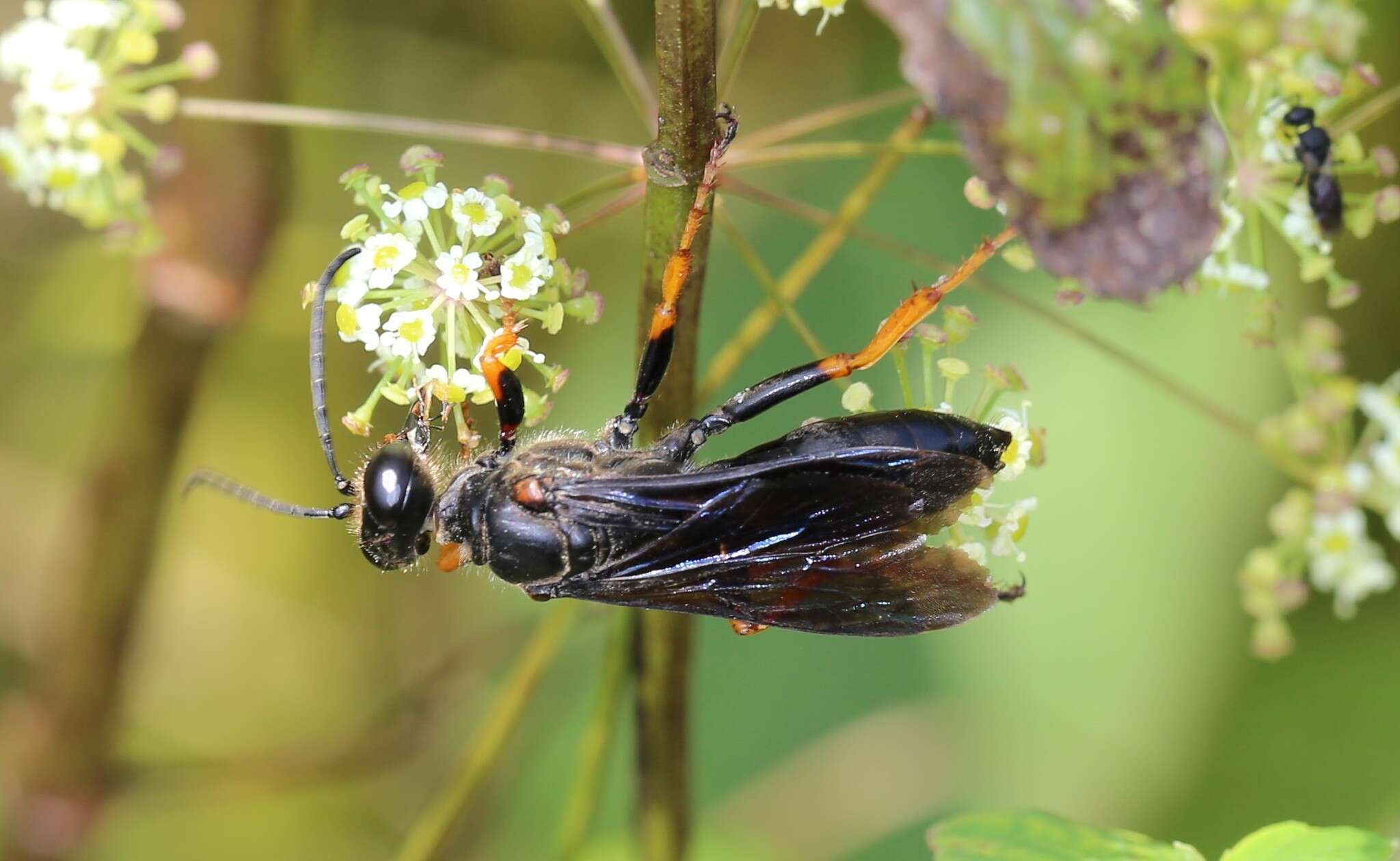 Image of Katydid Wasp