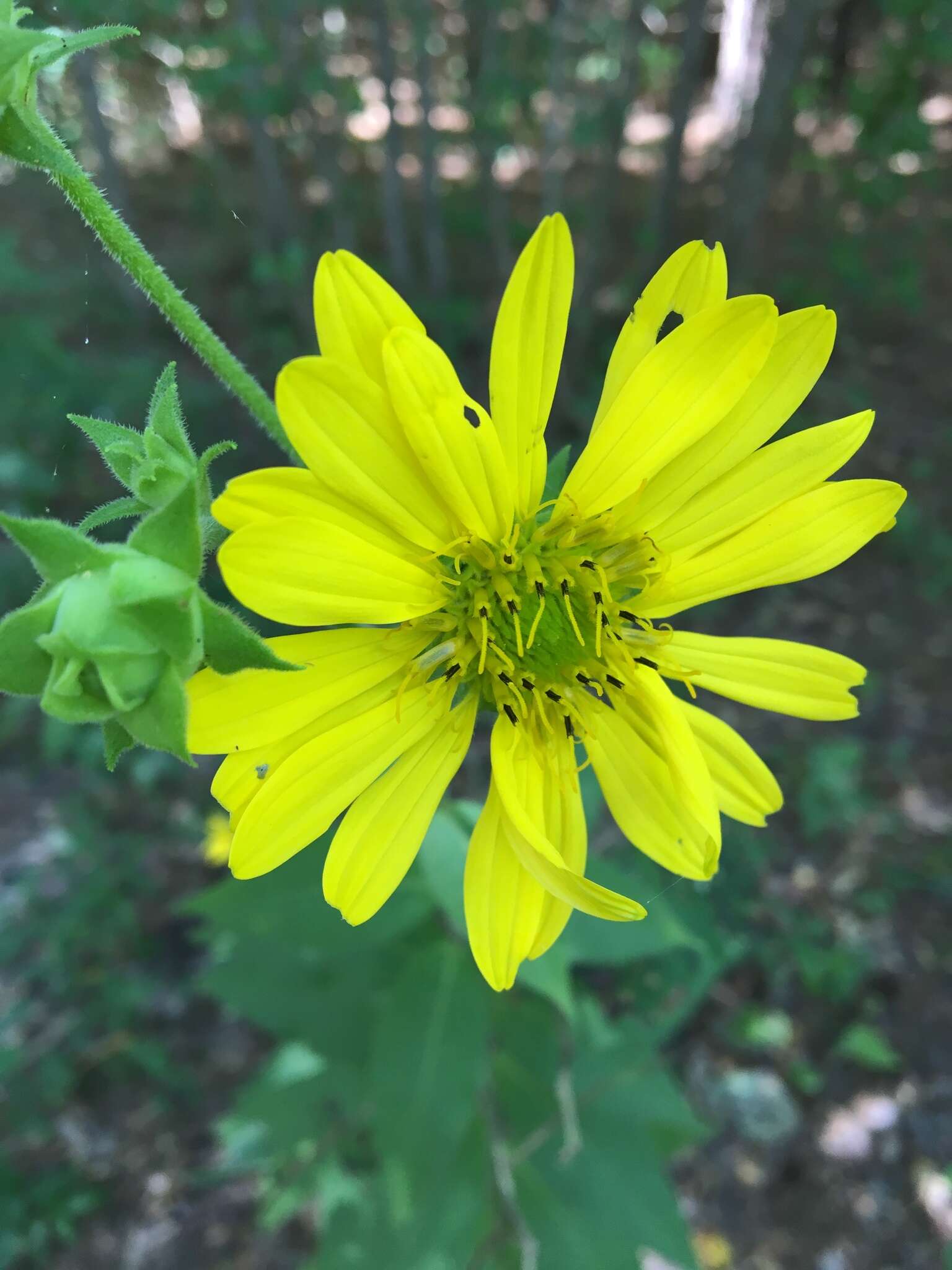 Image of <i>Silphium <i>integrifolium</i></i> var. integrifolium