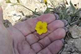 Linum pallasianum Schultes resmi