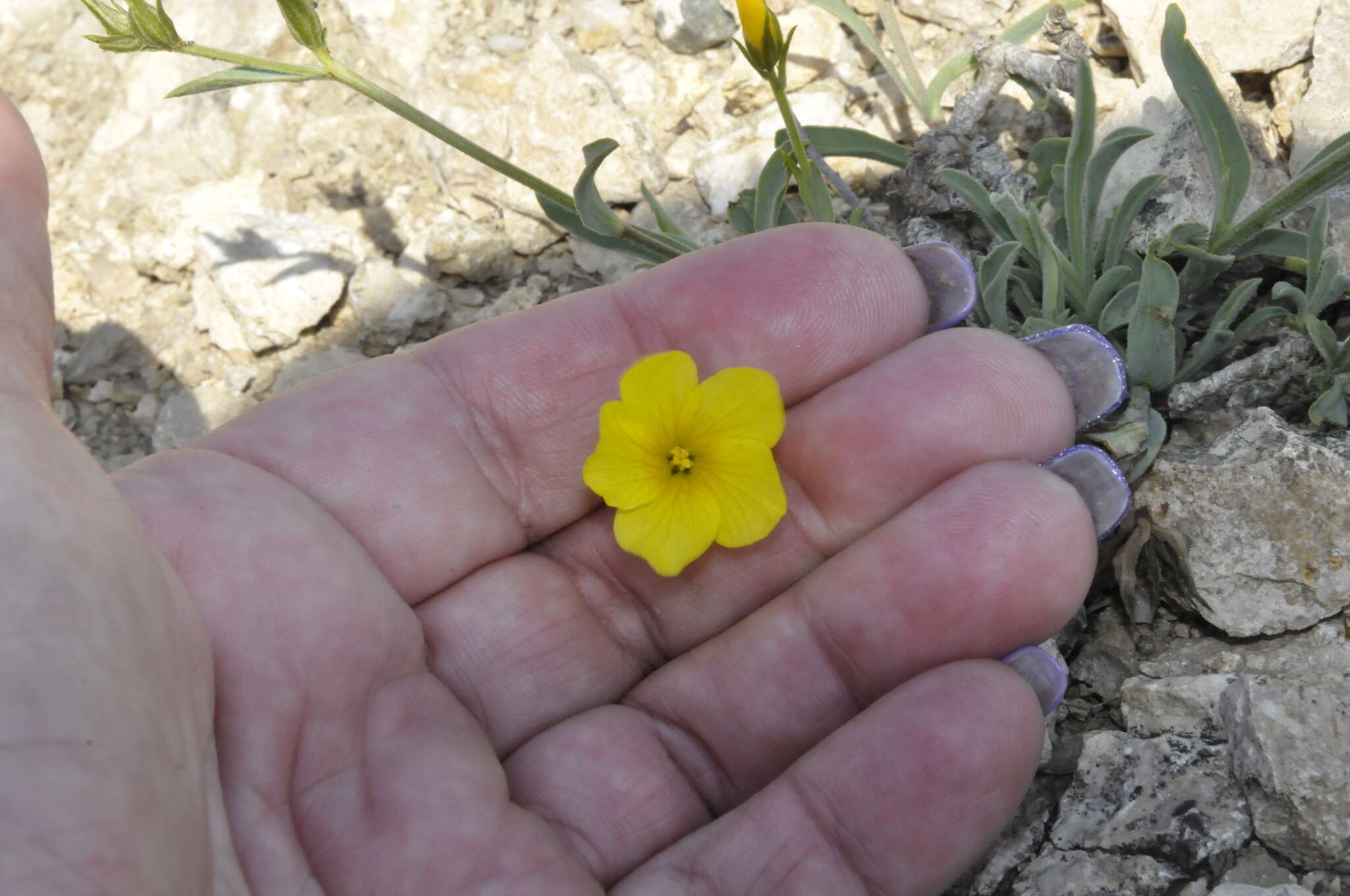 Linum pallasianum Schultes resmi